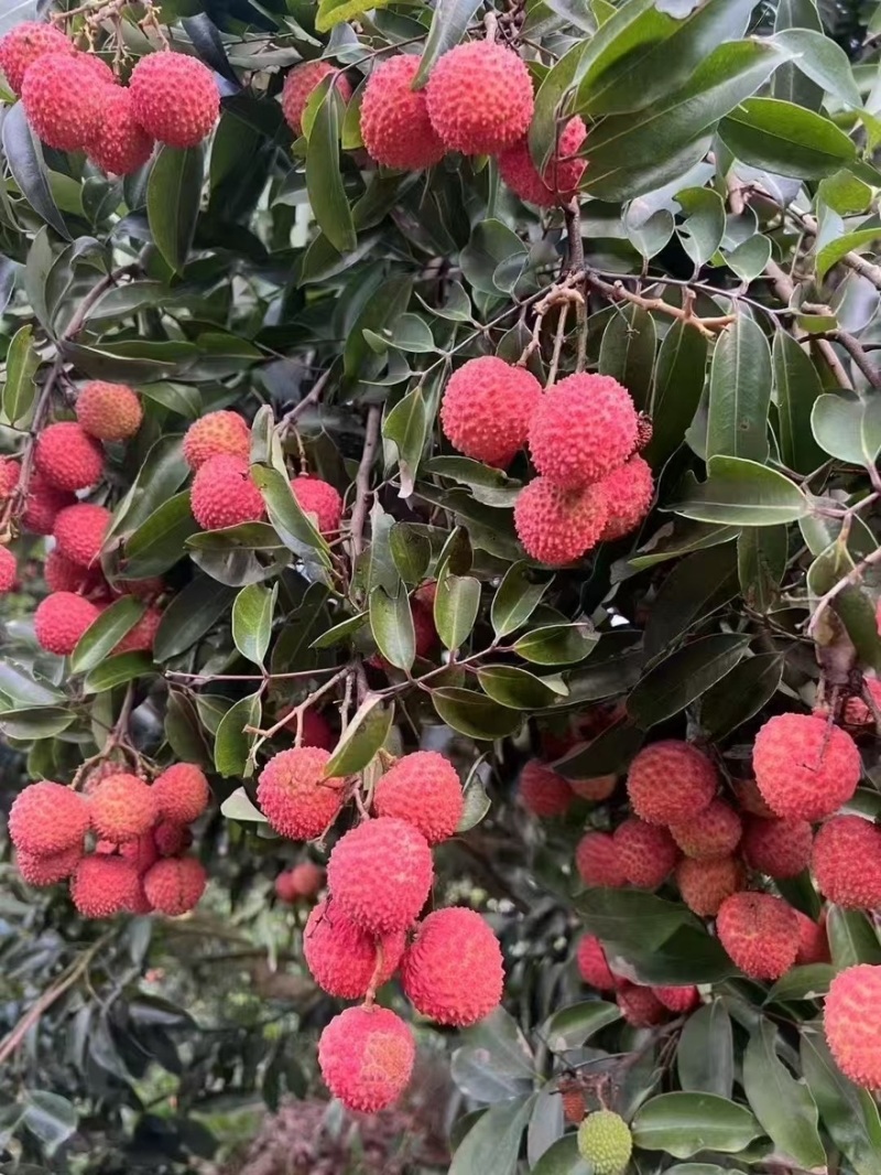 需要代办的联系我