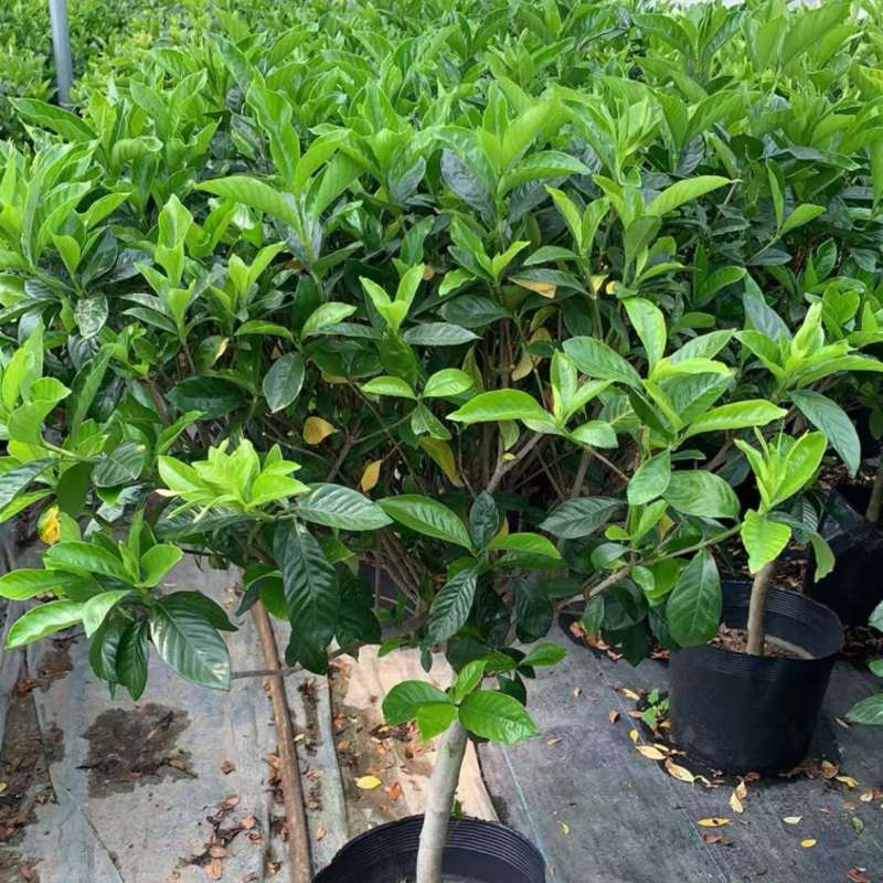 栀子花盆栽，大量的来欢迎咨询大中小全有