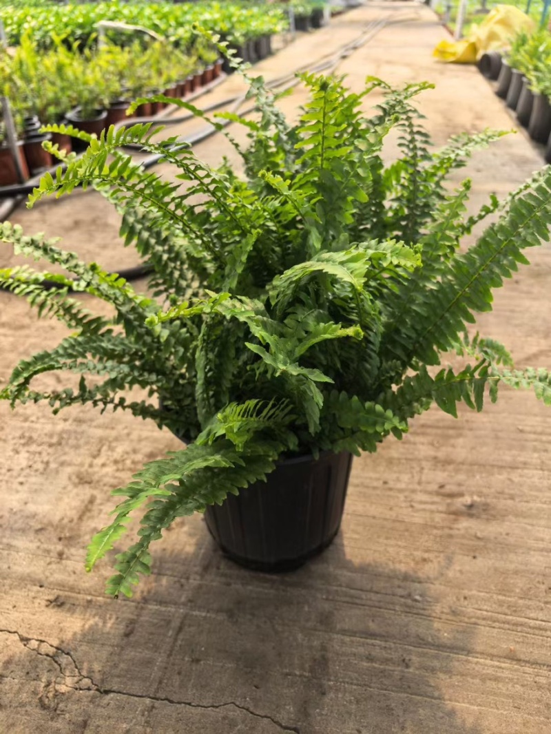 草花品种繁多绿化工程苗木批发