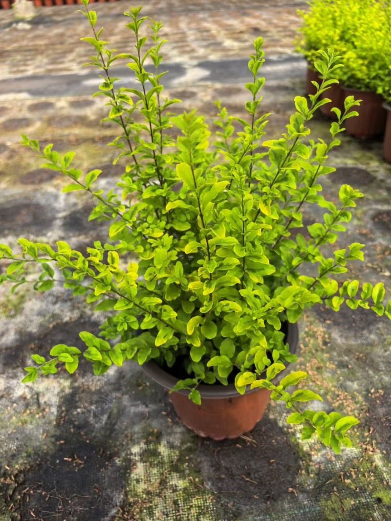 草花品种繁多绿化工程苗木批发