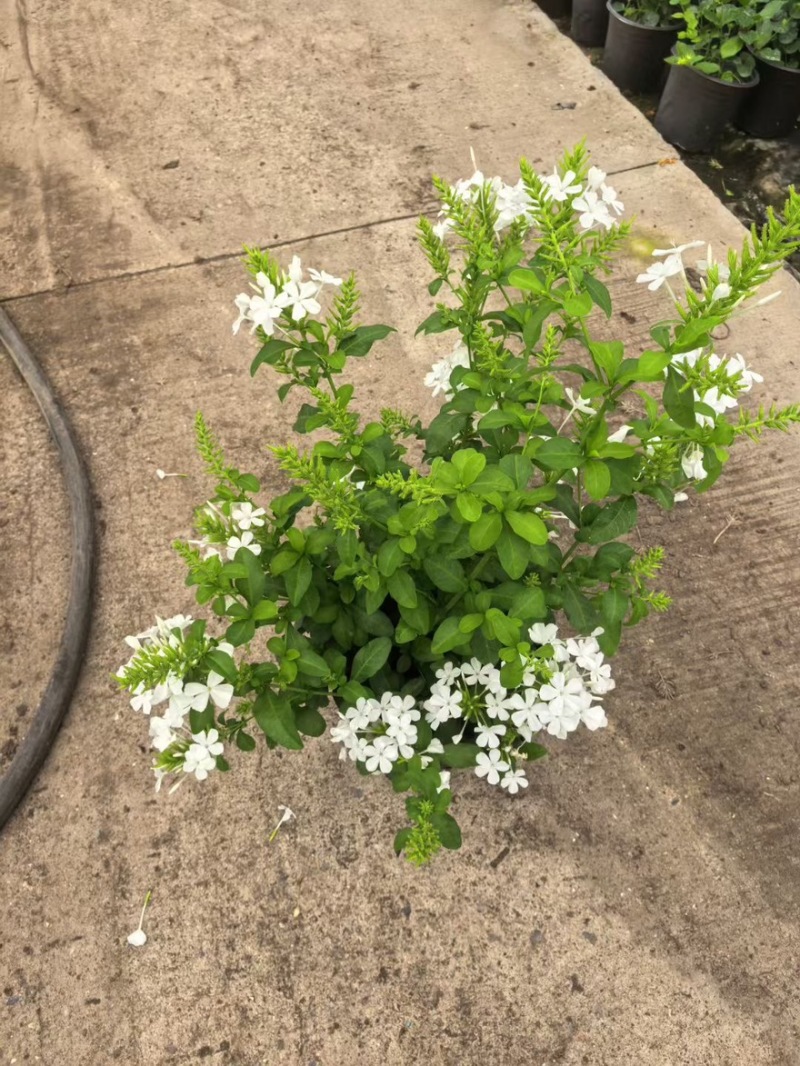 草花品种繁多绿化工程苗木批发