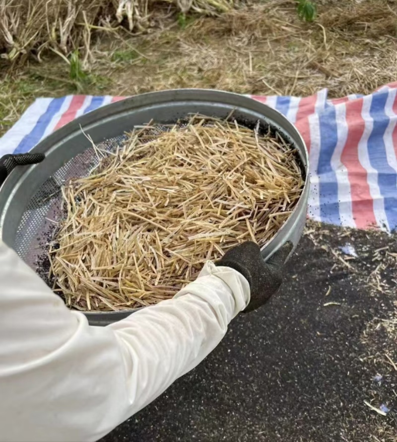 纯正菜籽油