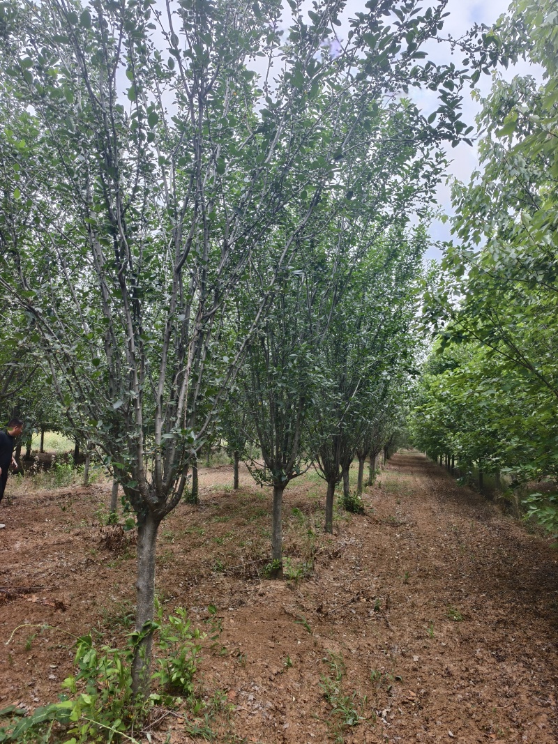 西府海棠基地，苗圃直销，清地处理，价格亲民，欢迎采购