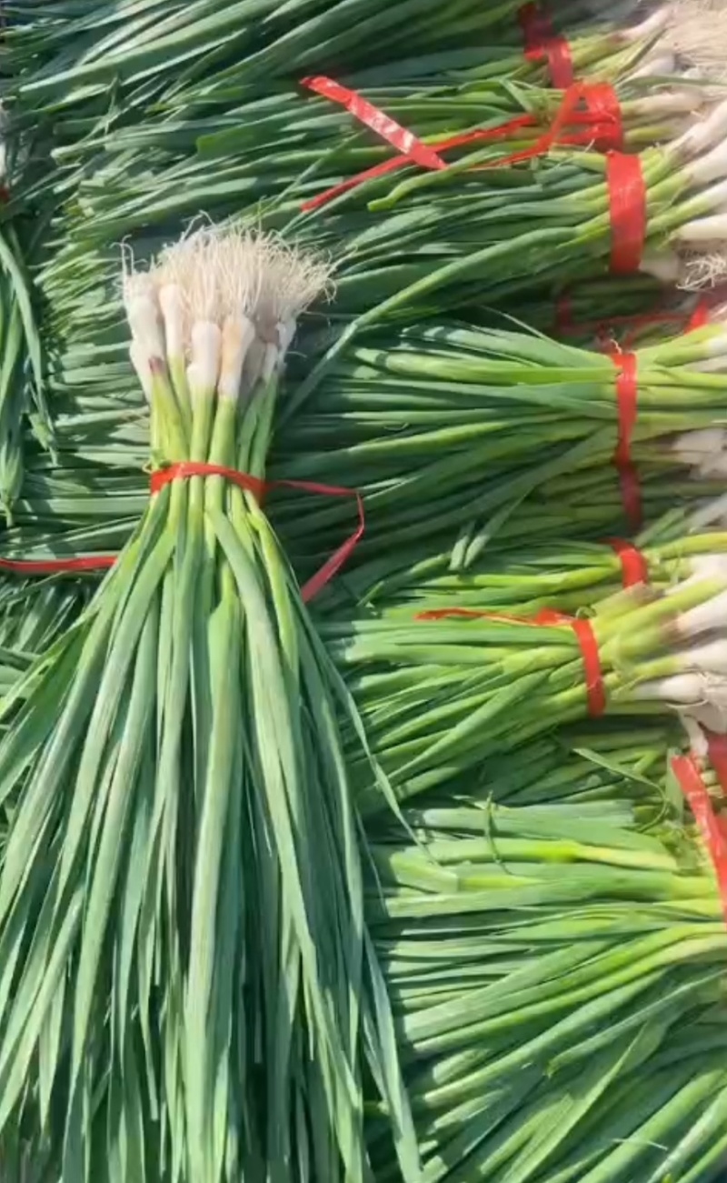 吉林蒜苗品质好一点红蒜苗红根蒜苗对接批发商