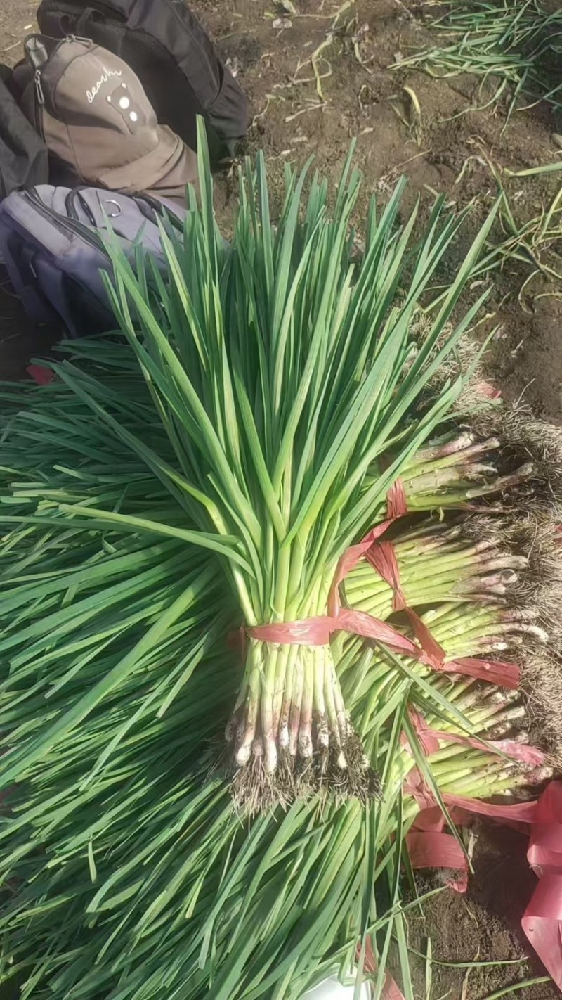 吉林蒜苗品质好一点红蒜苗红根蒜苗对接批发商