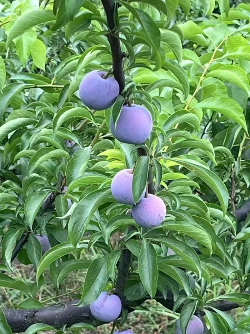五月脆