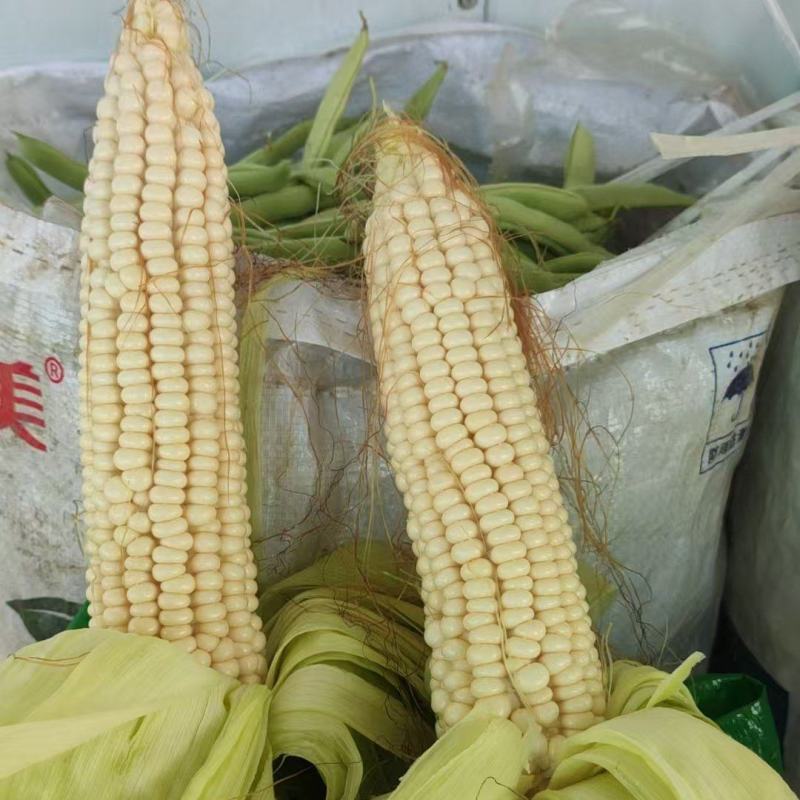 精品白玉米糯玉米水果玉米鲜玉米棒子对接市场电商