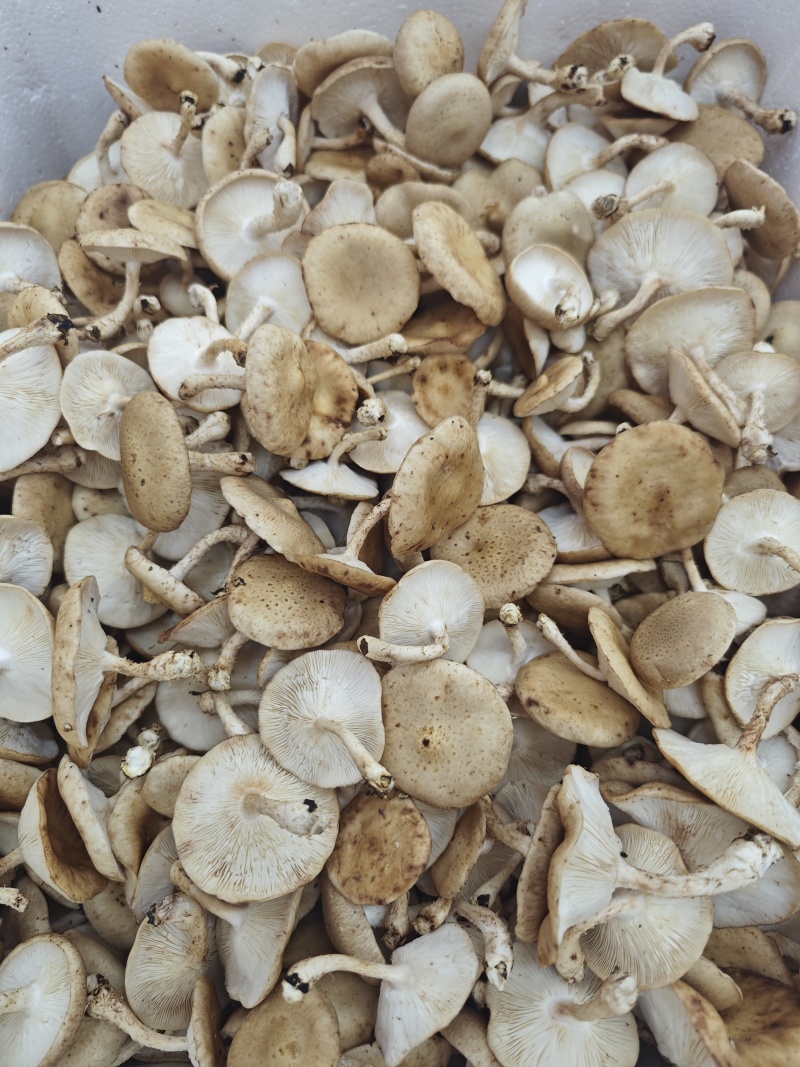 小香菌也叫马桑菌，野生驯化的方式种植，口味鲜美。保证质量