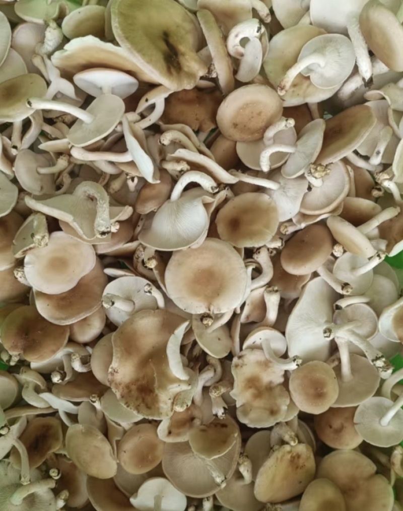 小香菌也叫马桑菌，野生驯化的方式种植，口味鲜美。保证质量