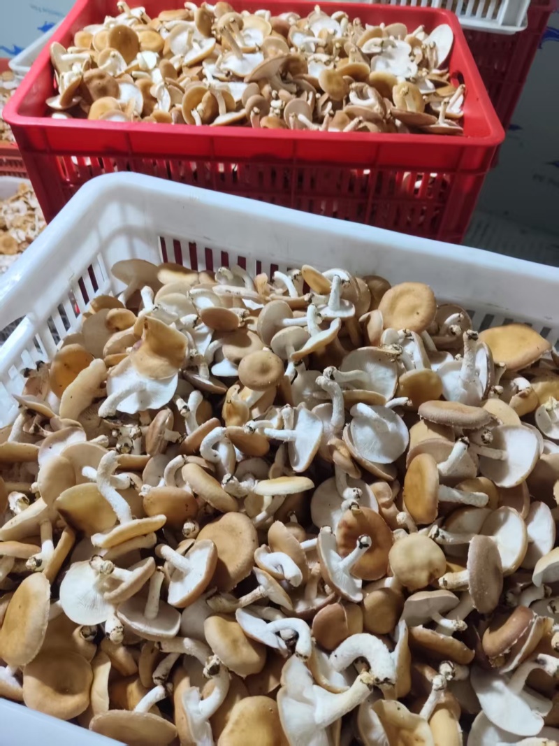 小香菌也叫马桑菌，野生驯化的方式种植，口味鲜美。保证质量