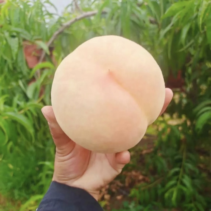 踢球水蜜桃可批发代发***********