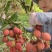 黑叶荔枝