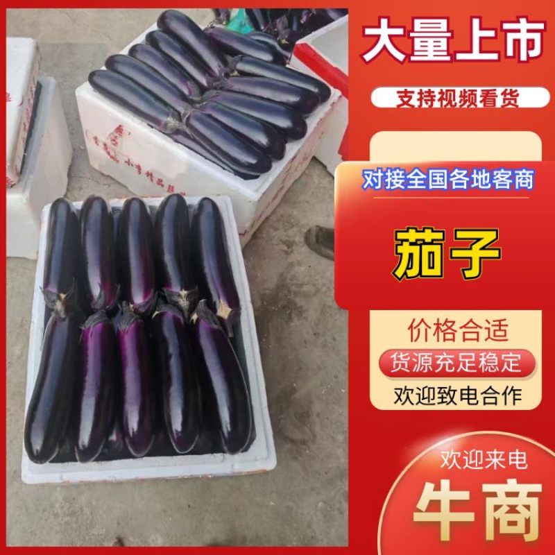 贵州烧烤茄新苗上市大量现货**各大商超电商食堂工厂