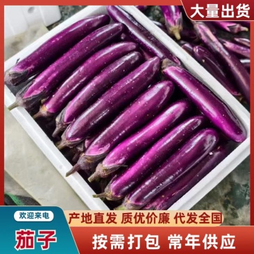 贵州烧烤茄新苗上市大量现货**各大商超电商食堂工厂