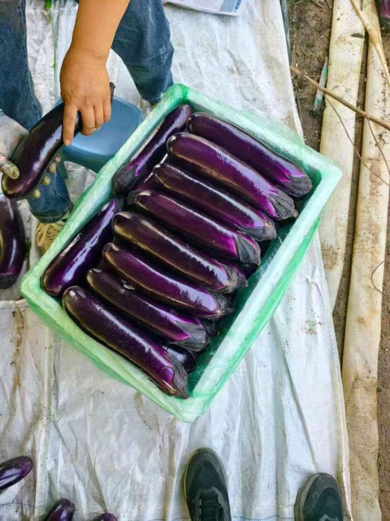 贵州烧烤茄新苗上市大量现货**各大商超电商食堂工厂