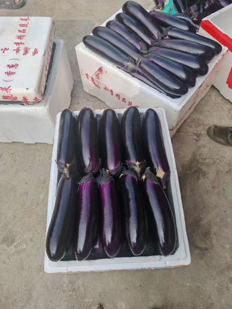 贵州烧烤茄新苗上市大量现货**各大商超电商食堂工厂
