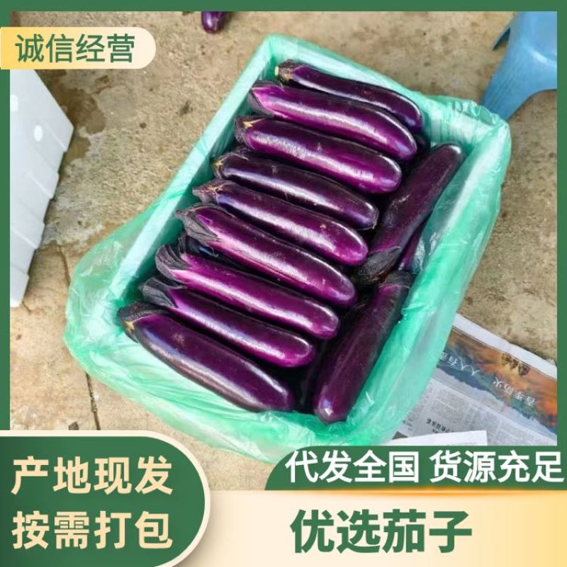 贵州烧烤茄新苗上市大量现货**各大商超电商食堂工厂