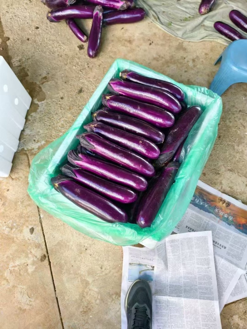茄子品质保证服务周到大量有货价格美丽