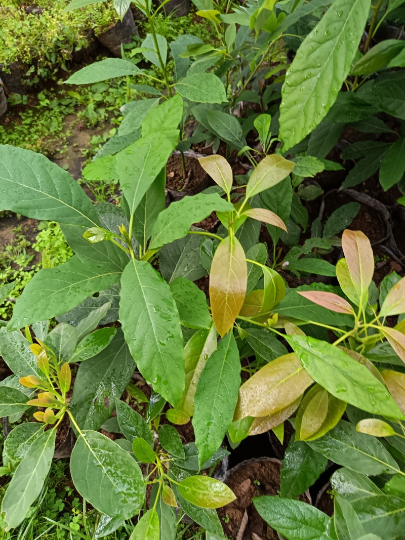 哈斯牛油果嫁接苗树苗精品嫁接苗Hass平克顿嫁接苗