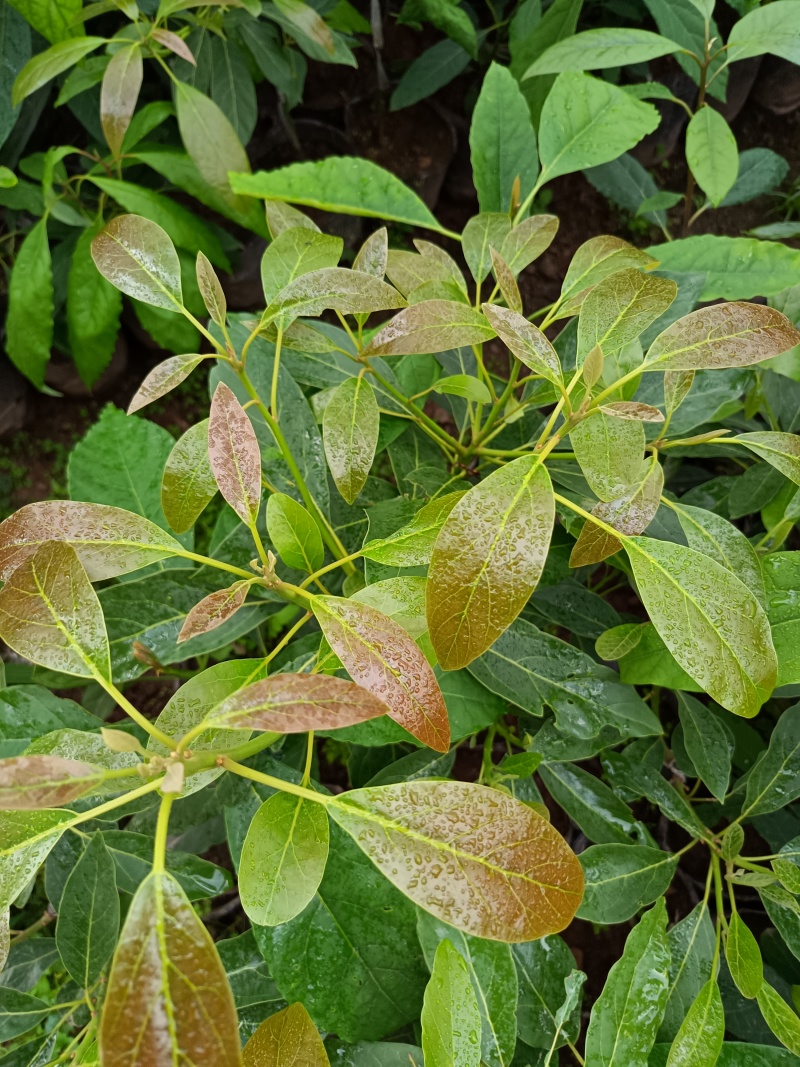 哈斯牛油果嫁接苗树苗精品嫁接苗Hass平克顿嫁接苗