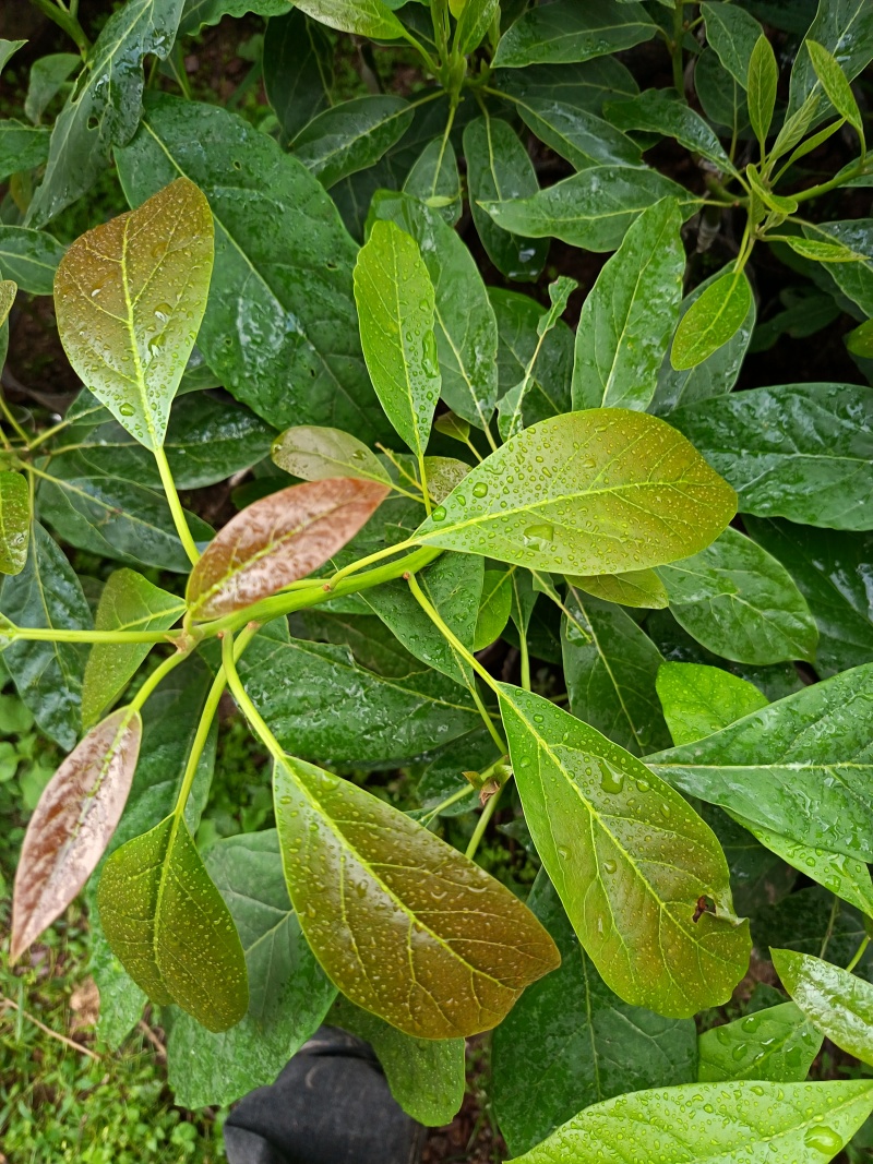 哈斯牛油果嫁接苗树苗精品嫁接苗Hass平克顿嫁接苗