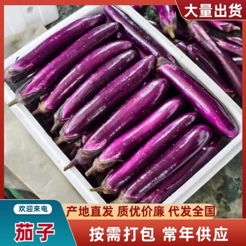 茄子品质保证产地直销欢迎老板联系价格美丽