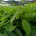 哈斯牛油果嫁接苗树苗精品嫁接苗Hass平克顿嫁接苗