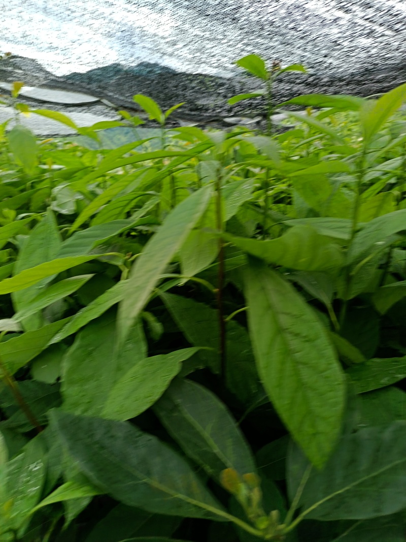 哈斯牛油果嫁接苗树苗精品嫁接苗Hass平克顿嫁接苗