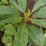 哈斯牛油果嫁接苗树苗精品嫁接苗Hass平克顿嫁接苗