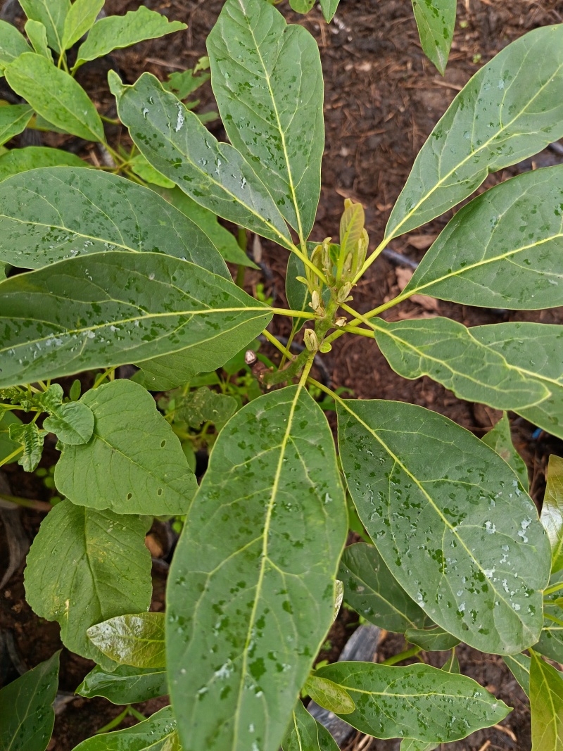 哈斯牛油果嫁接苗树苗精品嫁接苗Hass平克顿嫁接苗
