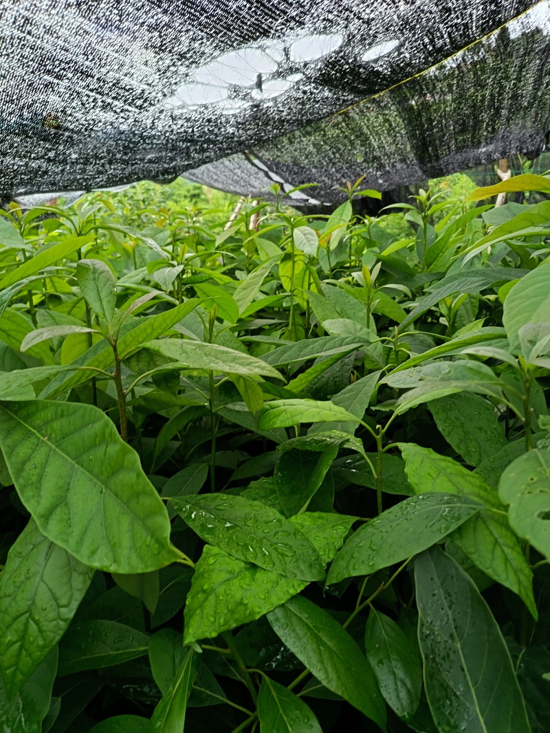 哈斯牛油果嫁接苗树苗精品嫁接苗Hass平克顿嫁接苗