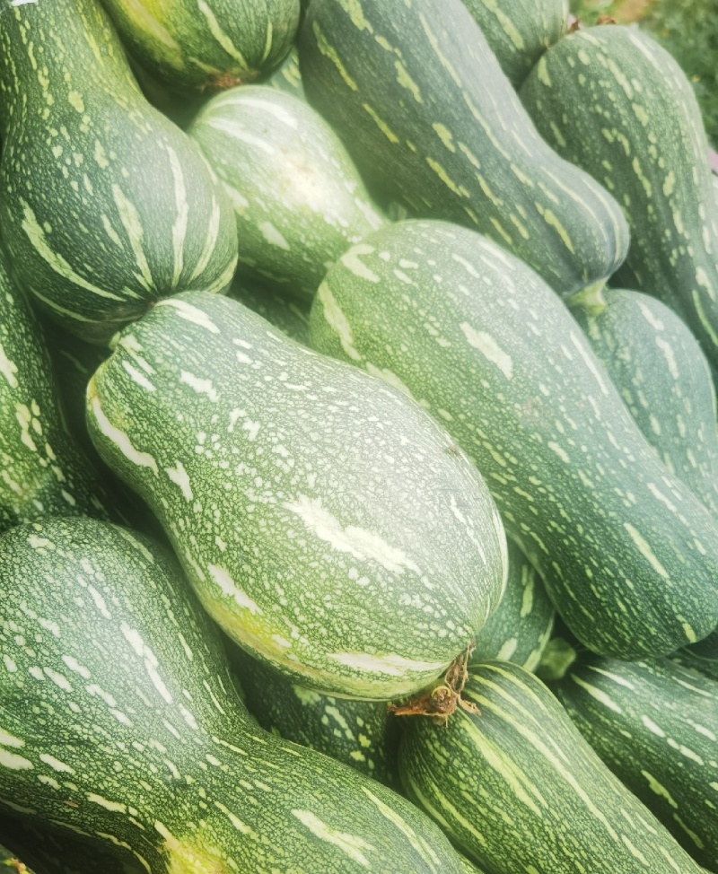 南瓜，蜜本南瓜，养殖青南瓜，保质保量，产地一手货源量大从