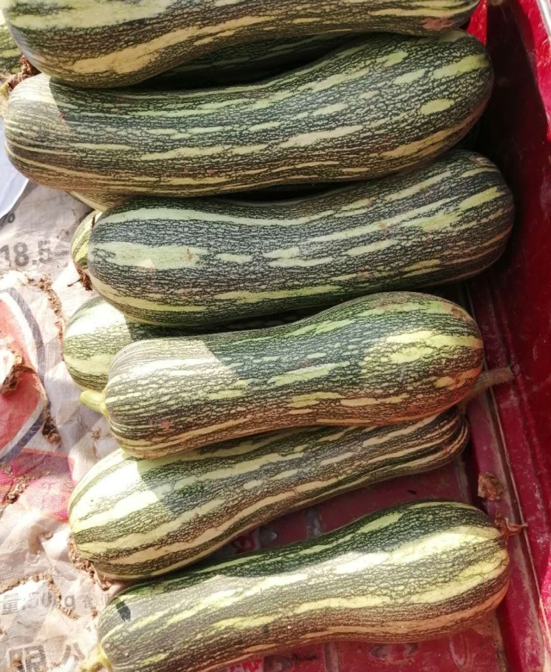 南瓜，蜜本南瓜，养殖青南瓜，保质保量，产地一手货源量大从