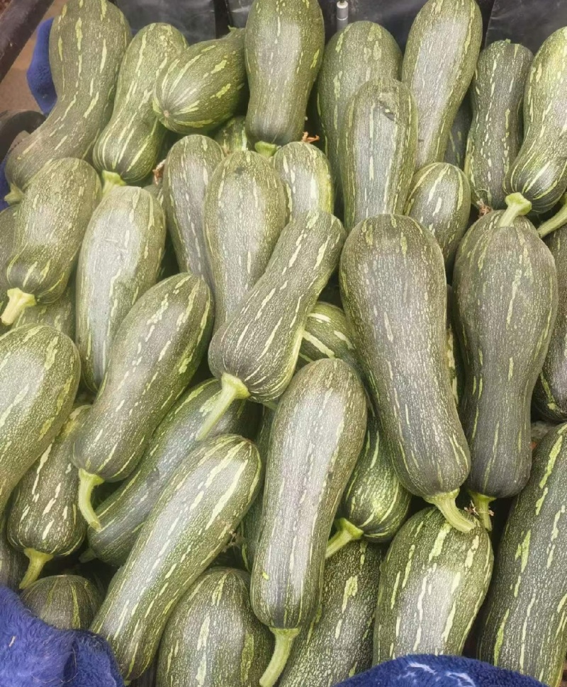 南瓜，蜜本南瓜，养殖青南瓜，保质保量，产地一手货源量大从