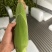 四川白糯玉米，品种齐全，品质把控，售后有保障。