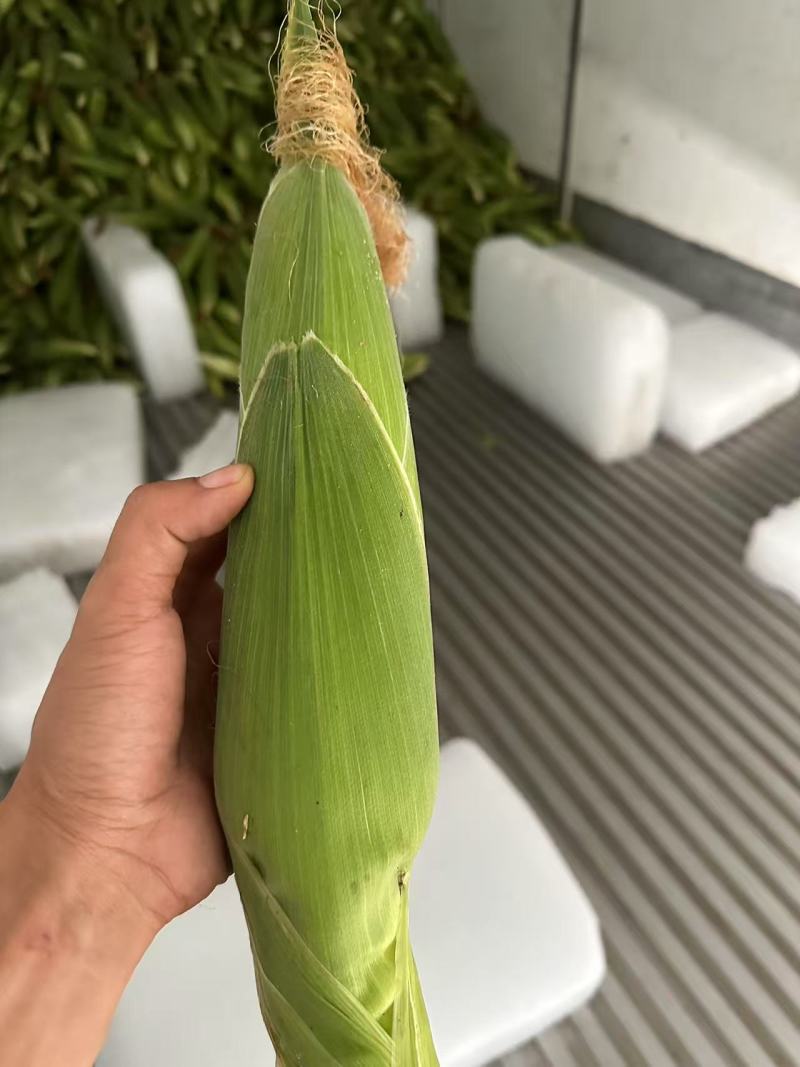四川白糯玉米，品种齐全，品质把控，售后有保障。
