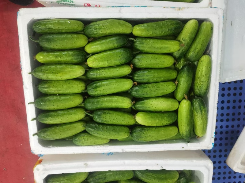 水果黄瓜，本地黄瓜，大量供应，支持视频看货，欢迎订购！