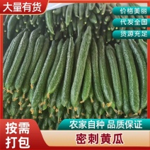 精品黄瓜，产地直发，全国无死角代办，对接批发平台，