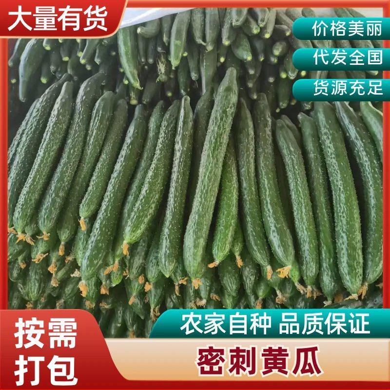 精品黄瓜，产地直发，全国无死角代办，对接批发平台，
