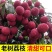 【当季荔枝】新鲜桂花香荔枝当季香甜多汁水果老果树冷链发货