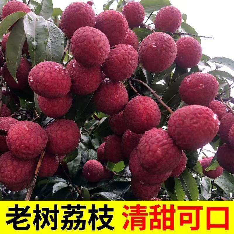 【当季荔枝】新鲜桂花香荔枝当季香甜多汁水果老果树冷链发货