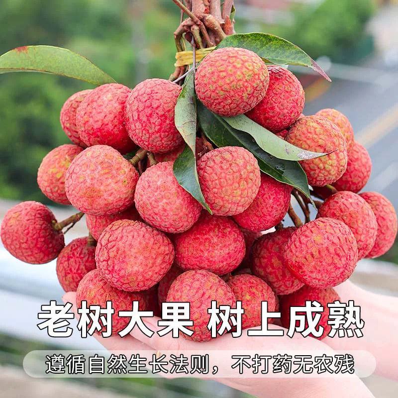 【当季荔枝】新鲜桂花香荔枝当季香甜多汁水果老果树冷链发货