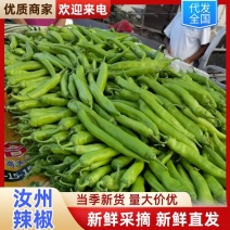 河南辣椒鲜辣椒301辣椒美人椒条形顺直货量大硬度好耐运输