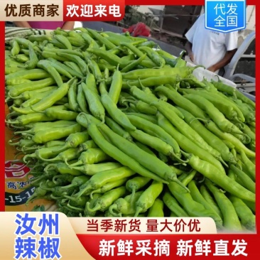 河南辣椒鲜辣椒301辣椒美人椒条形顺直货量大硬度好耐运输