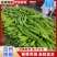 河南辣椒鲜辣椒301辣椒美人椒条形顺直货量大硬度好耐运输