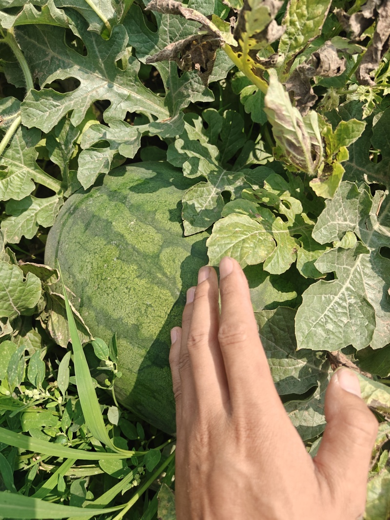 石家庄元氏西瓜上市，常年种植需要的与我联系