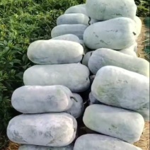精品冬瓜，白冬瓜，黑皮冬瓜，产地直发货源充足，保质保量