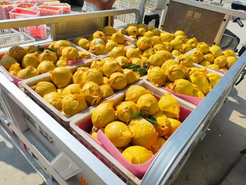 翠玉梨砀山红宝石梨承接商超电商供货代发全国市场