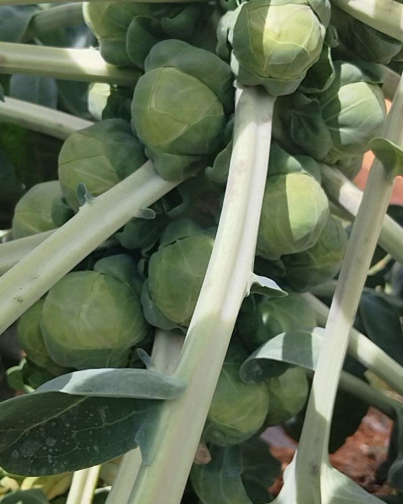 云南昆明抱子甘蓝，基地一手货源直发，品质优良，视频看货