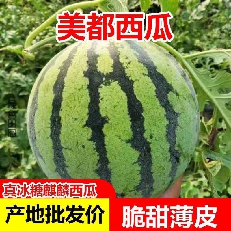 美都头茬露天西瓜产地批发，山瓜现摘现发品质保证，诚信第一